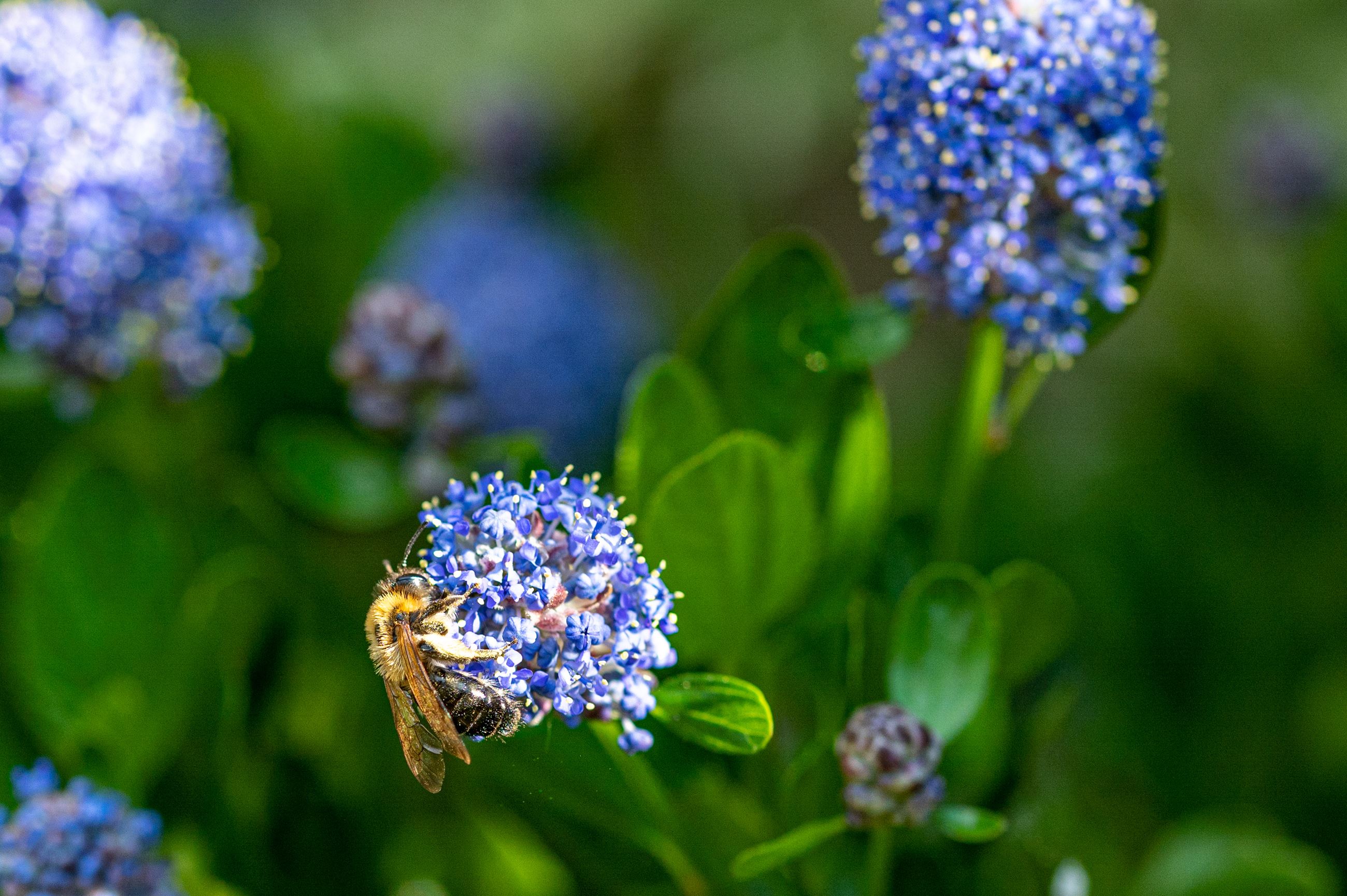 Bees collecting pollen from a Californian Lilac bush, ceanothus thyrsiflorus
