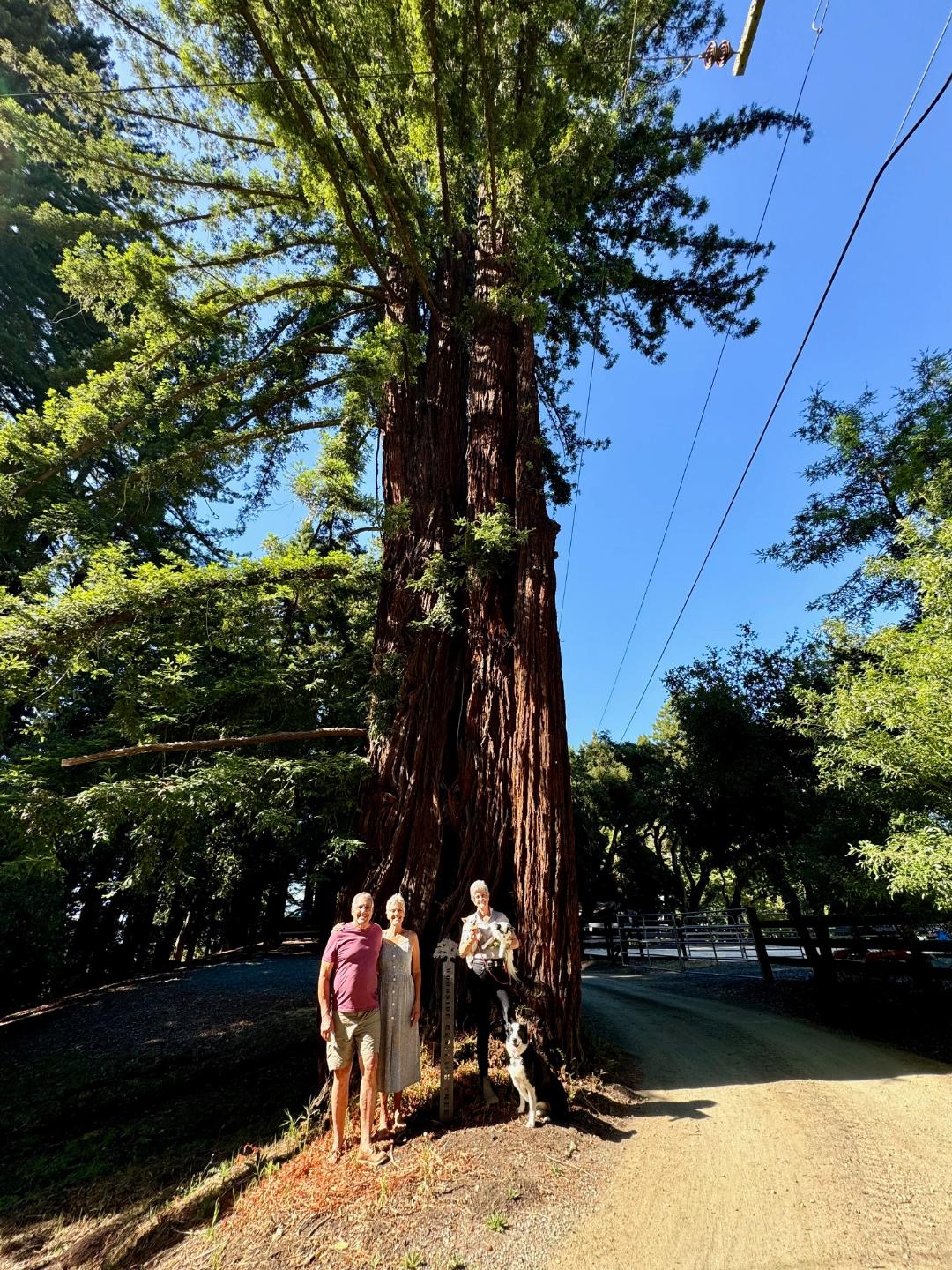 Coast Redwood - Martinez Road