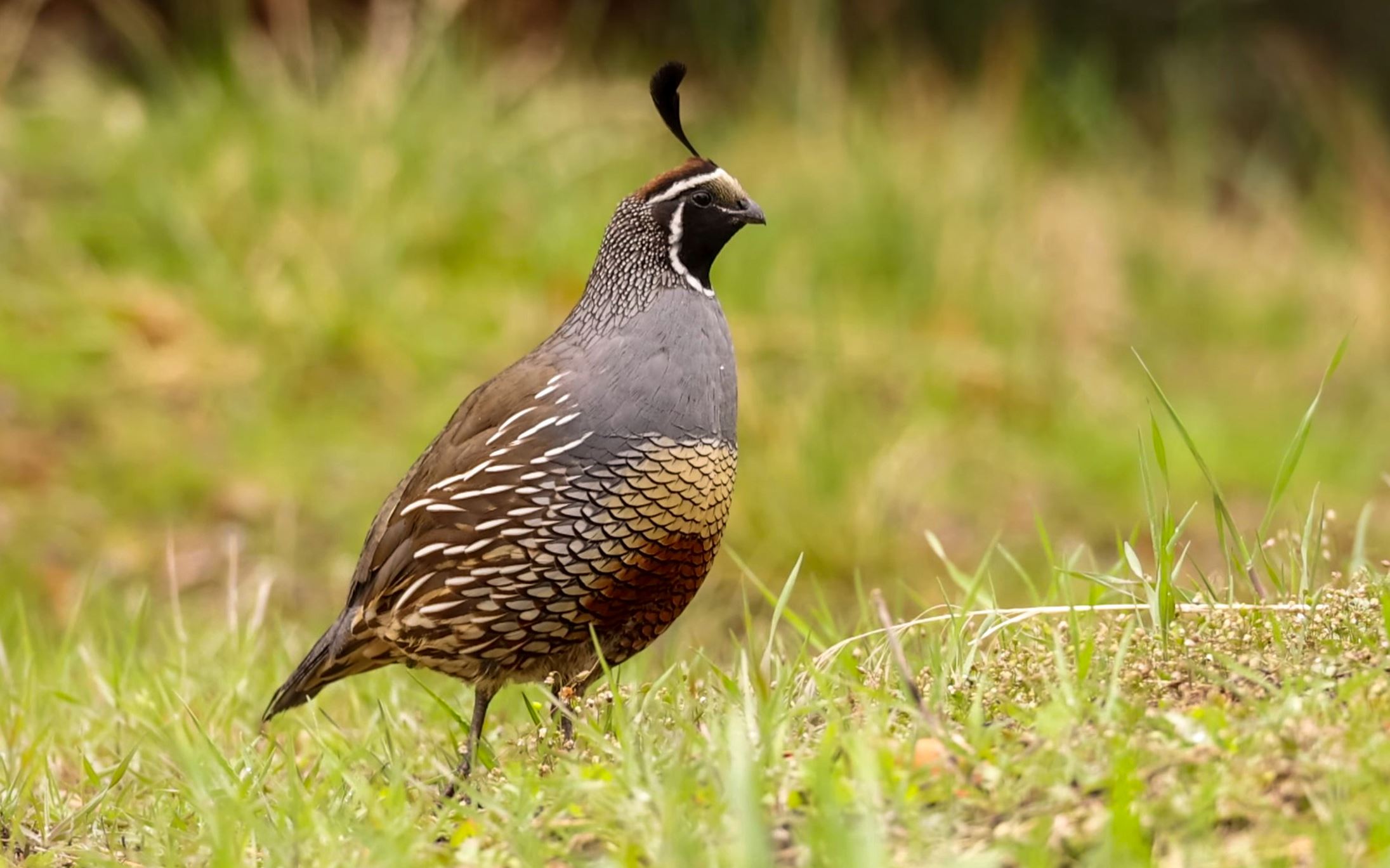 California quail, Callipepla