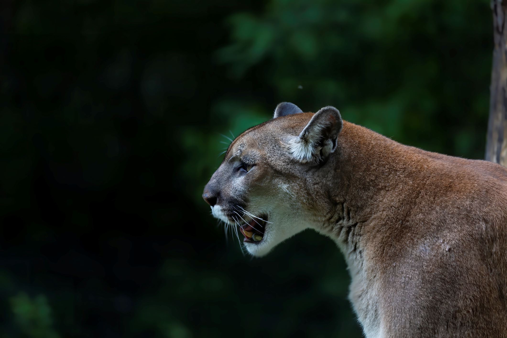 Cougar in a zoo